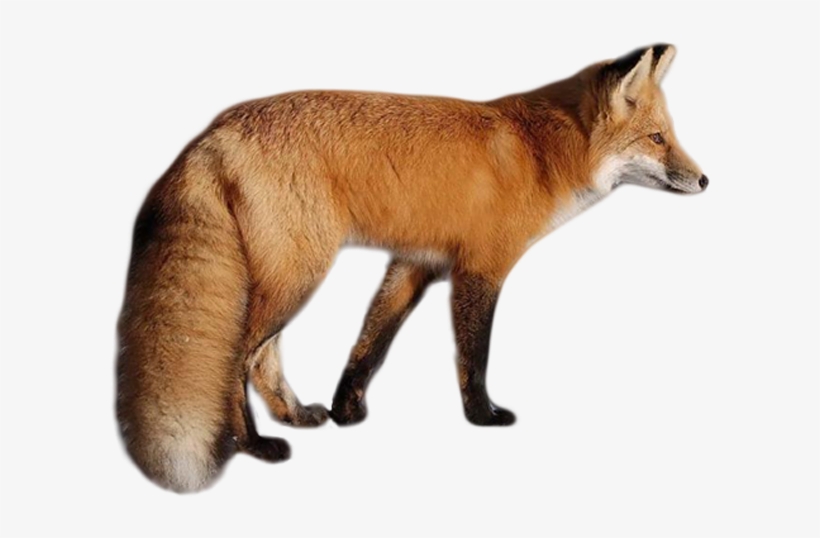 Detail Transparent Fox Nomer 14