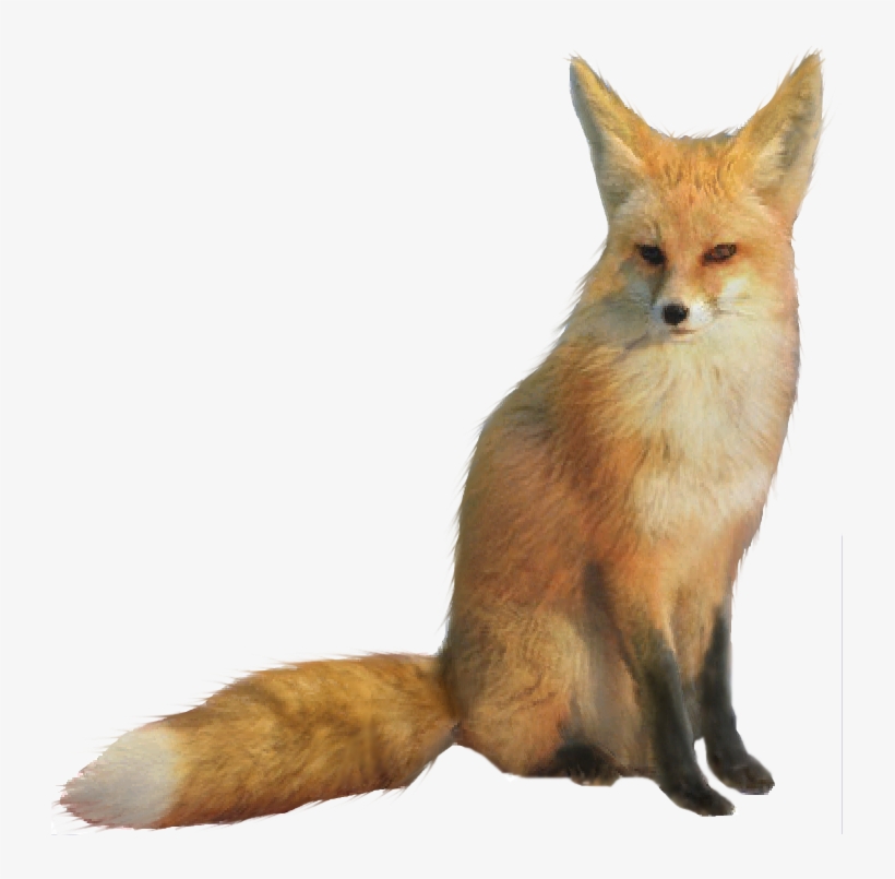 Detail Transparent Fox Nomer 16
