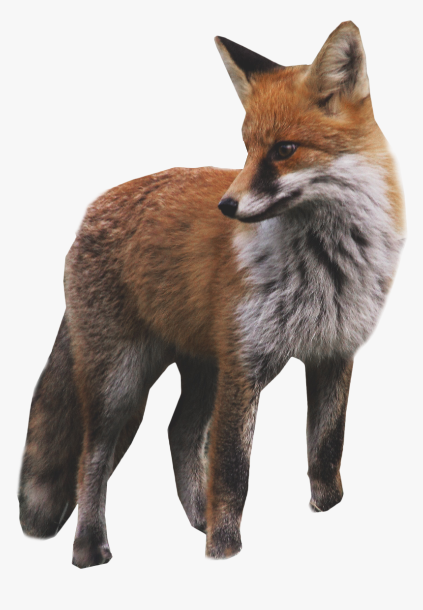 Detail Transparent Fox Nomer 17