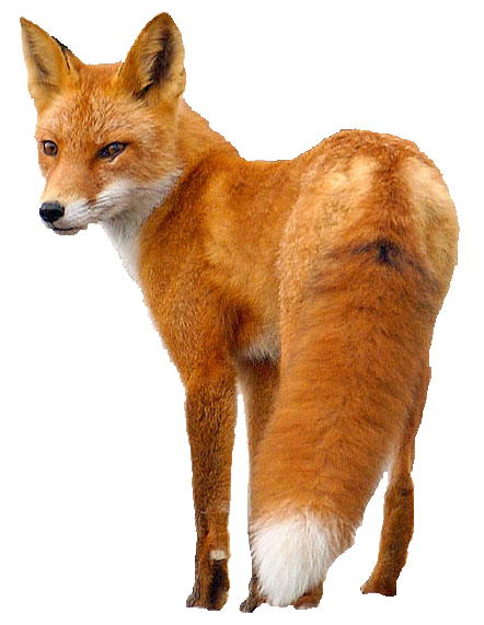 Detail Transparent Fox Nomer 19