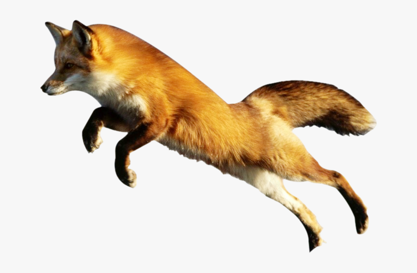 Detail Transparent Fox Nomer 21