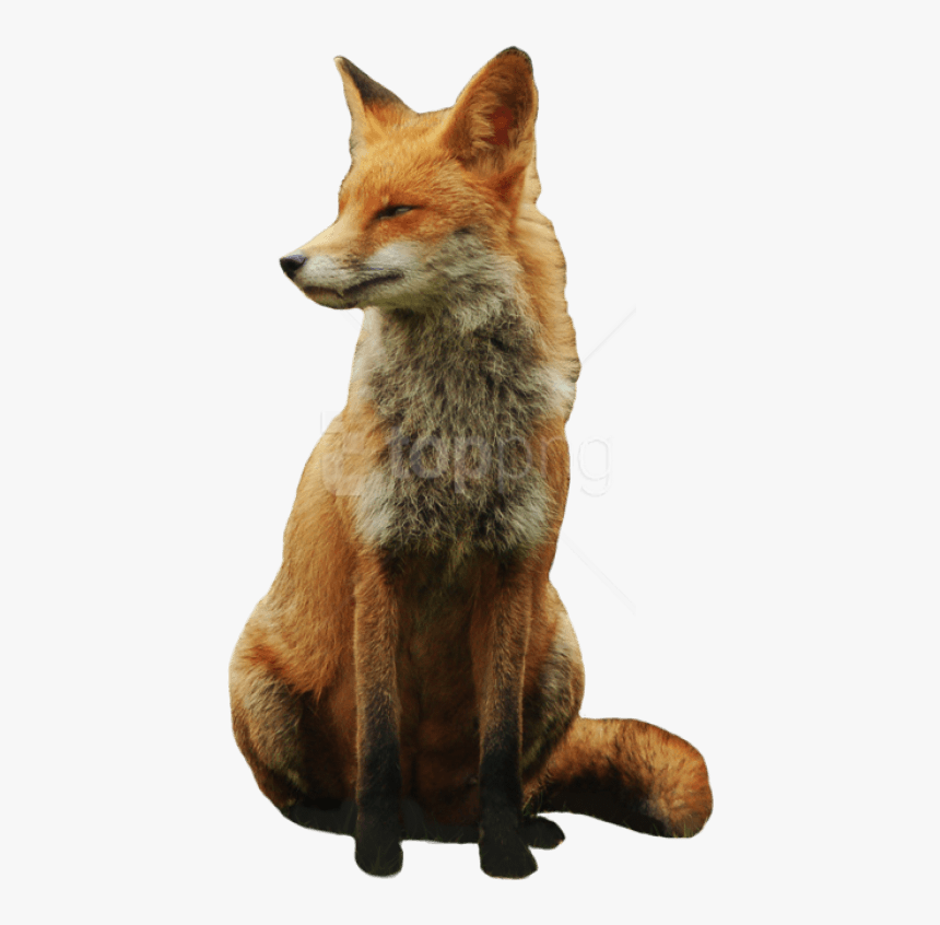 Detail Transparent Fox Nomer 23
