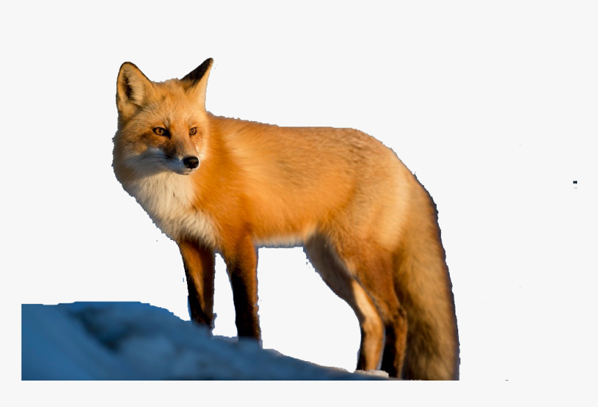 Detail Transparent Fox Nomer 4