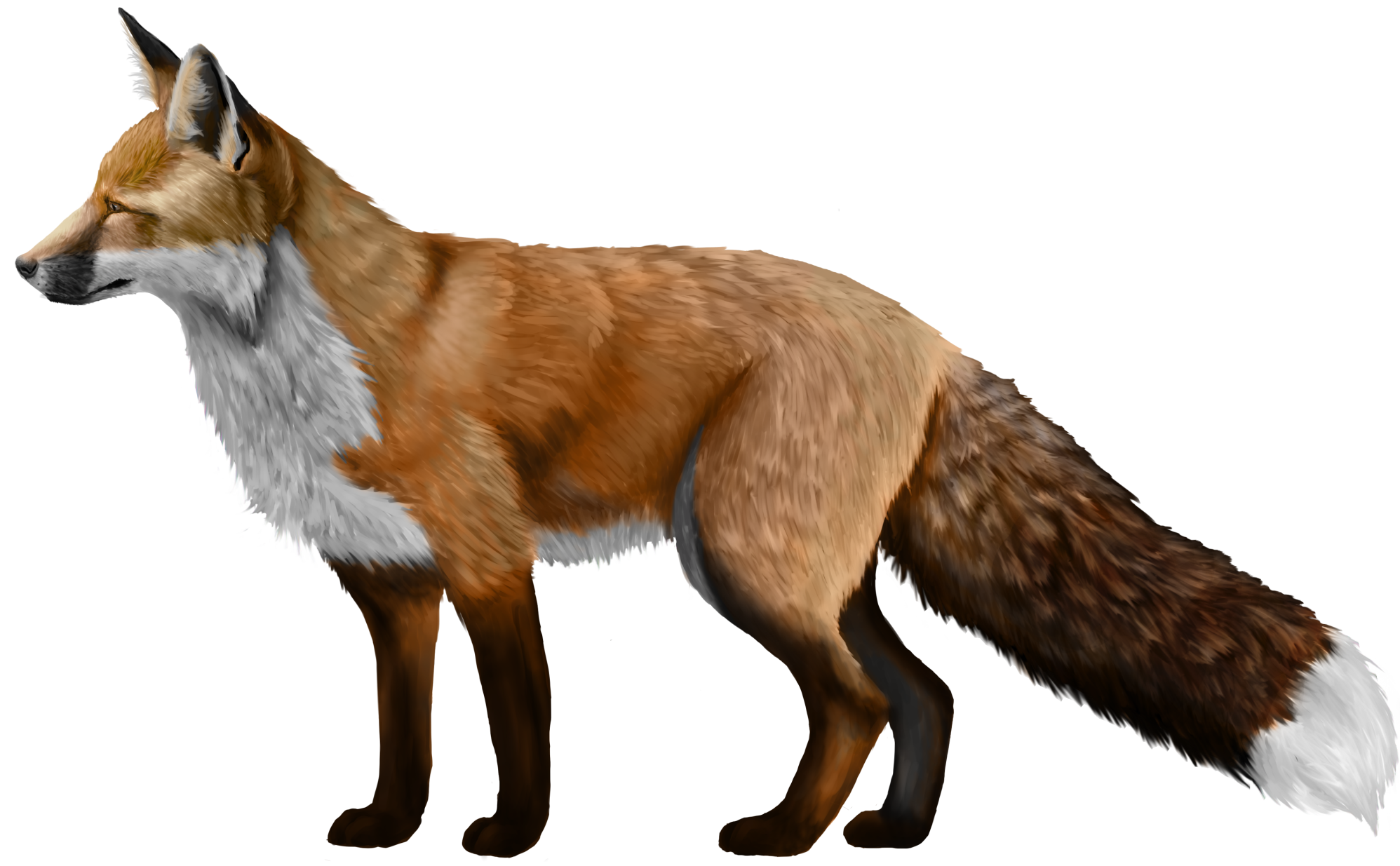 Detail Transparent Fox Nomer 29