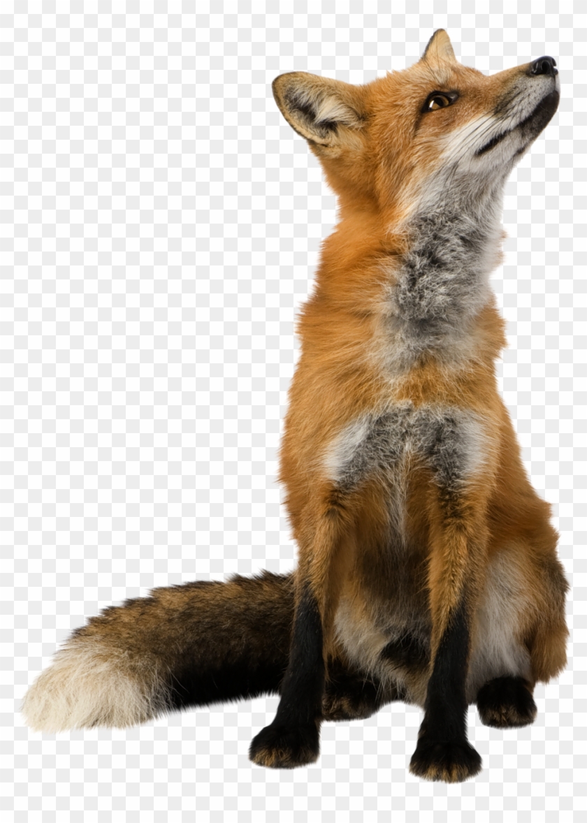 Detail Transparent Fox Nomer 5