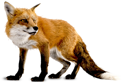 Detail Transparent Fox Nomer 6