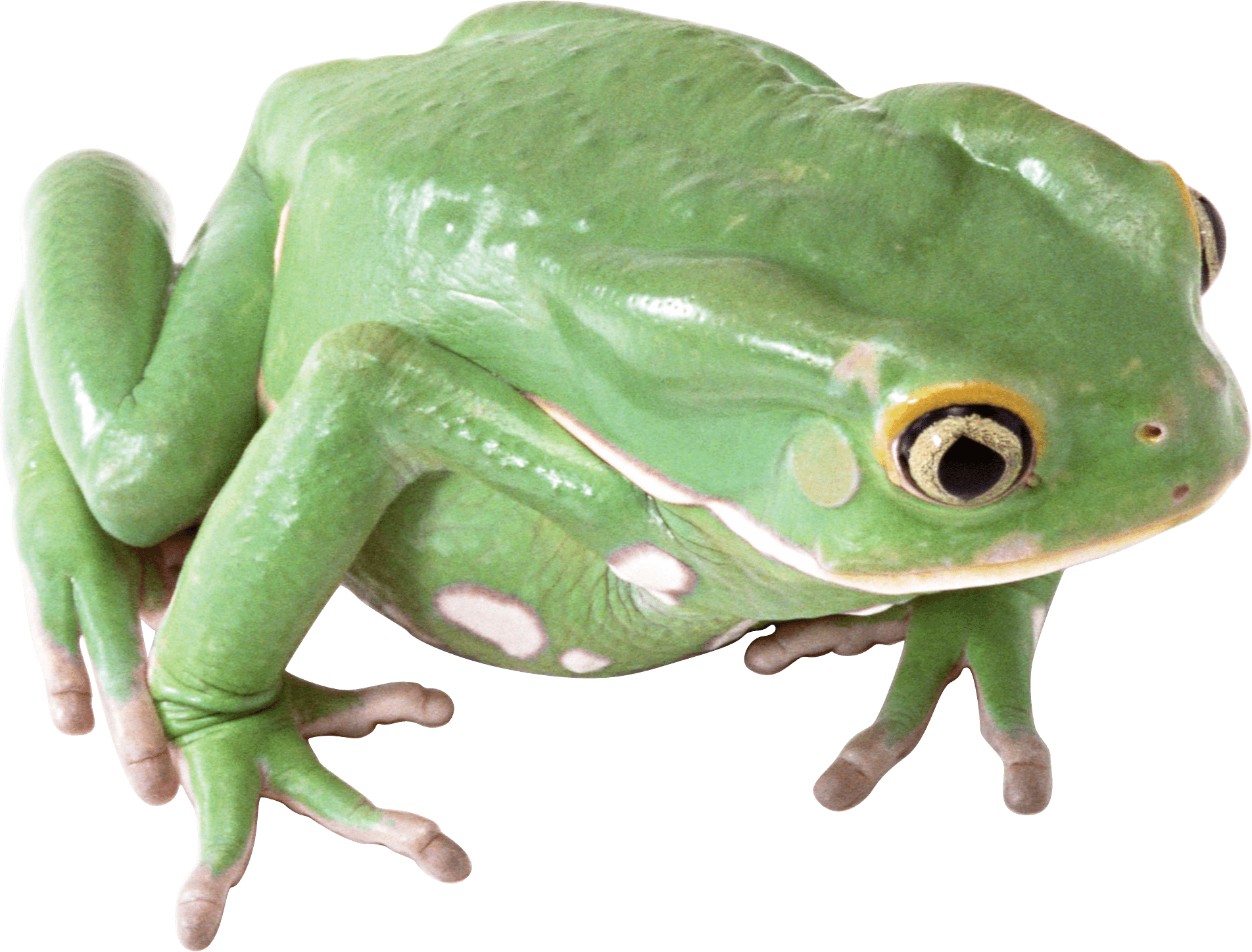 Detail Transparent Frog Image Nomer 9