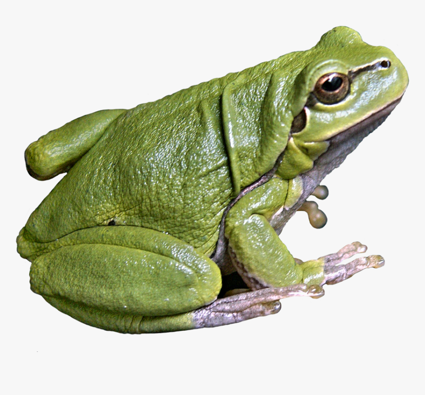Detail Transparent Frog Image Nomer 11