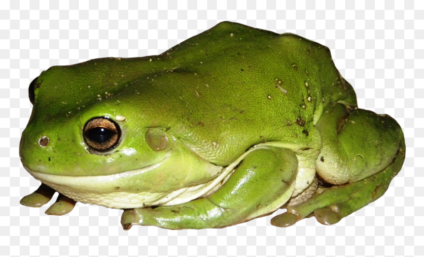 Detail Transparent Frog Image Nomer 13