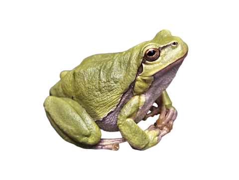 Detail Transparent Frog Image Nomer 14