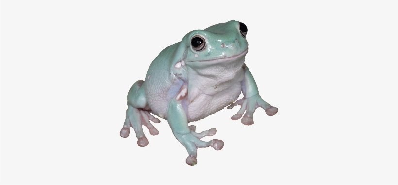Detail Transparent Frog Image Nomer 17