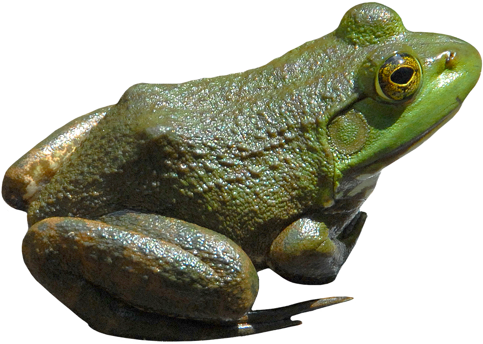 Detail Transparent Frog Image Nomer 23