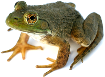 Detail Transparent Frog Image Nomer 30