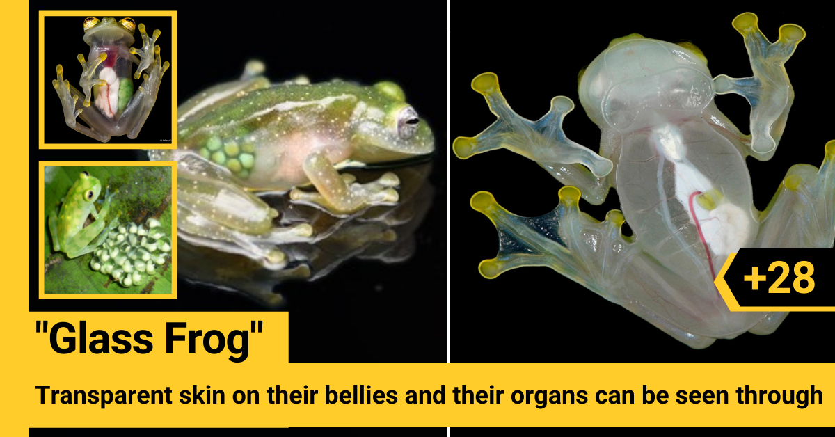 Detail Transparent Frog Image Nomer 33