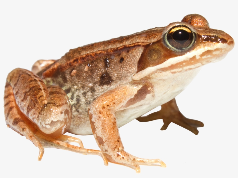 Detail Transparent Frog Image Nomer 35