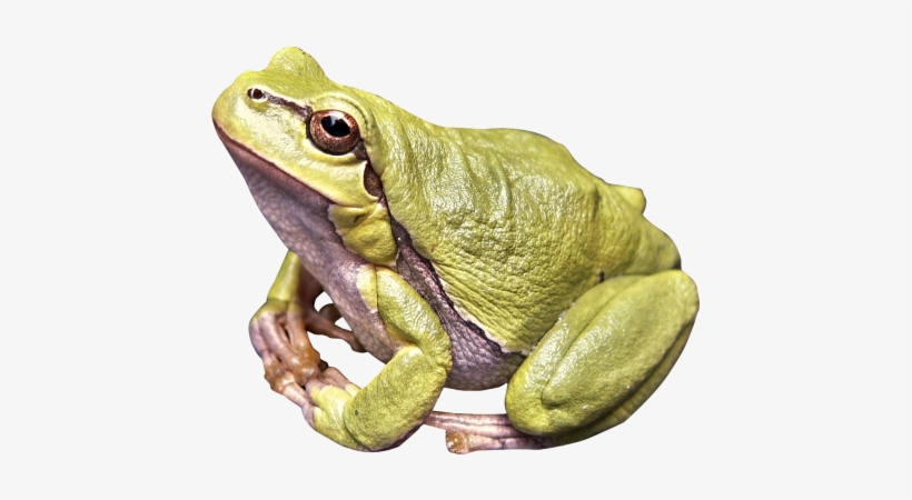 Detail Transparent Frog Image Nomer 37
