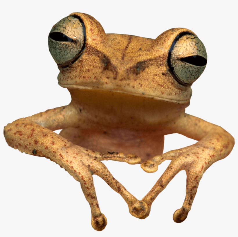 Detail Transparent Frog Image Nomer 40