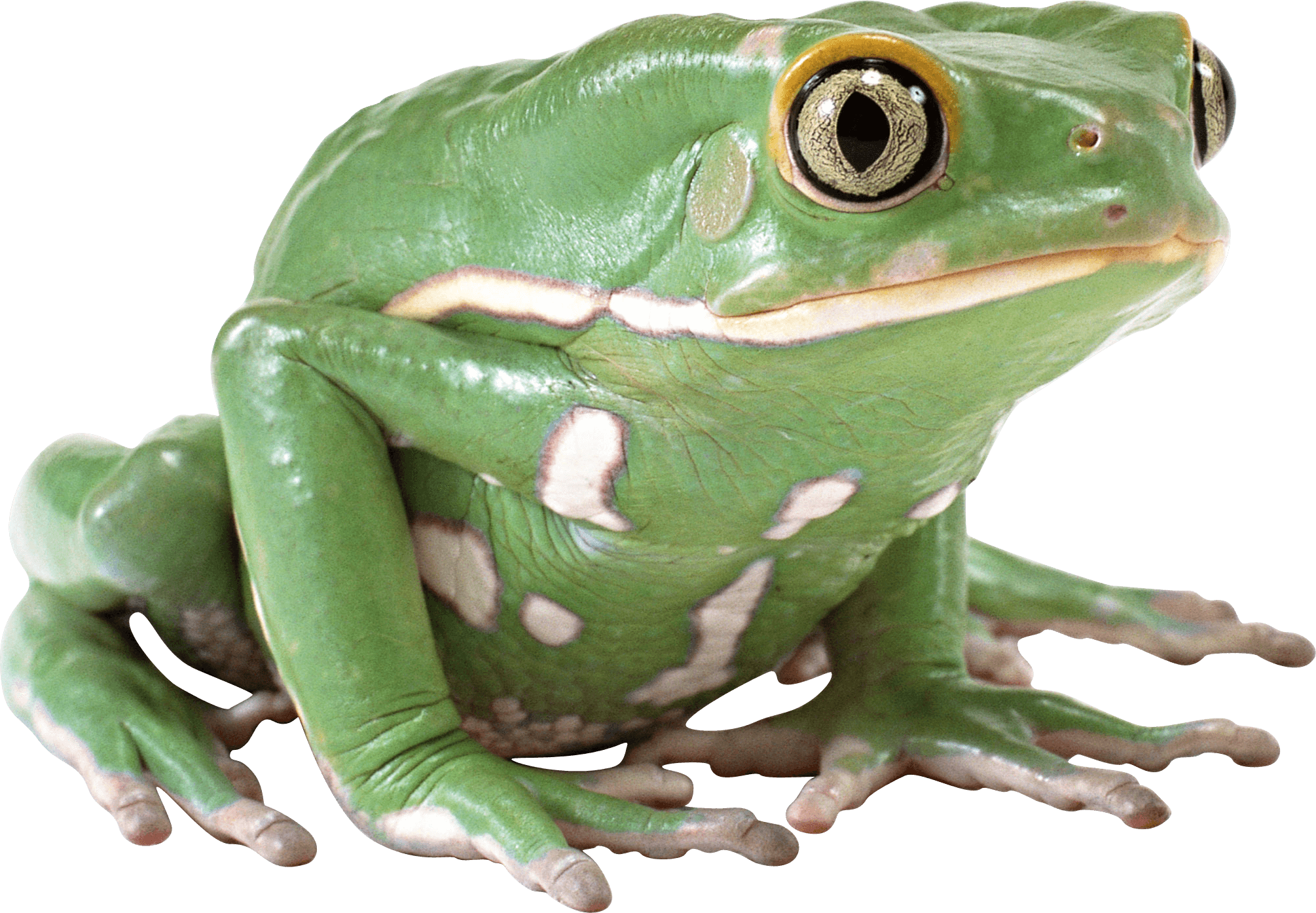 Detail Transparent Frog Image Nomer 4