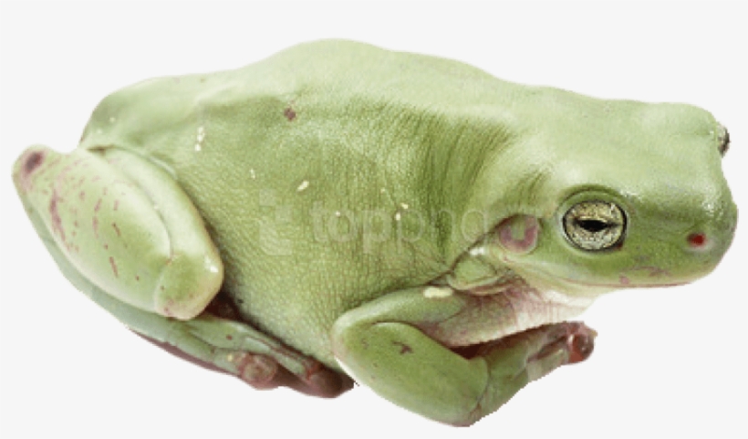 Detail Transparent Frog Image Nomer 47