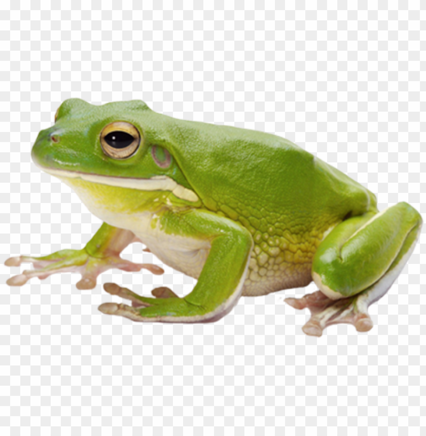 Detail Transparent Frog Image Nomer 5