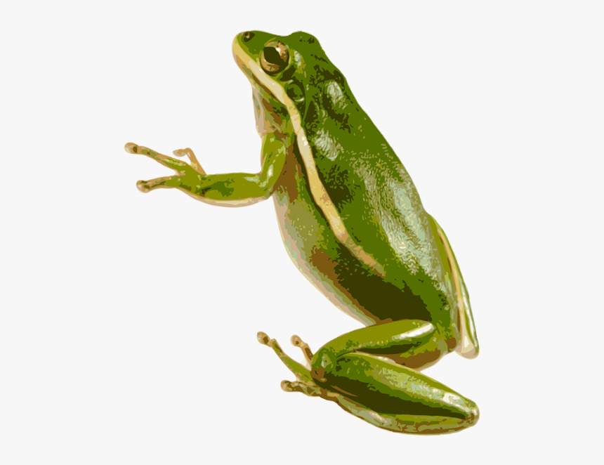 Detail Transparent Frog Image Nomer 6