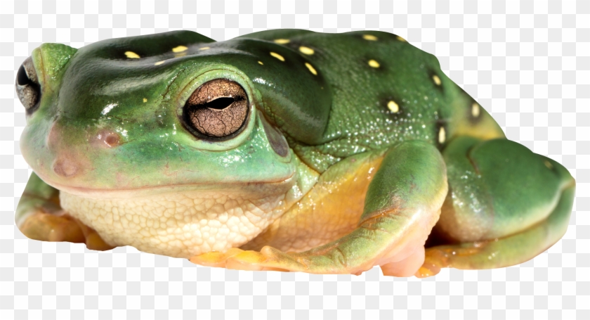 Detail Transparent Frog Image Nomer 7