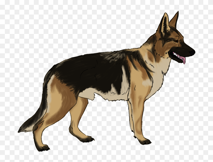 Detail Transparent German Shepherd Nomer 21