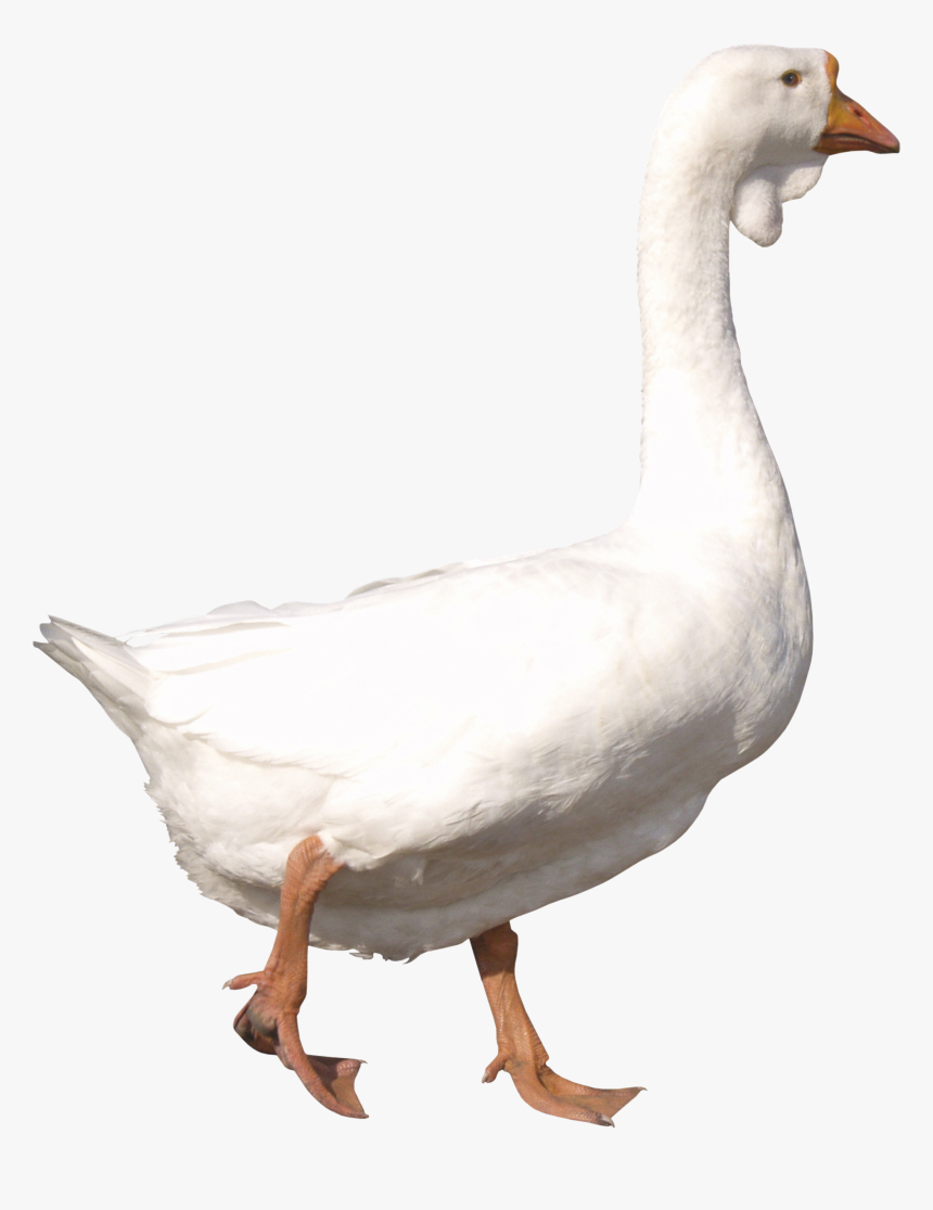 Detail Transparent Goose Nomer 3