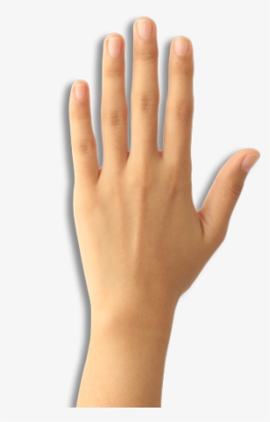 Detail Transparent Hand Png Nomer 27