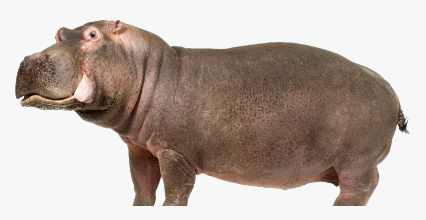 Detail Transparent Hippo Nomer 3