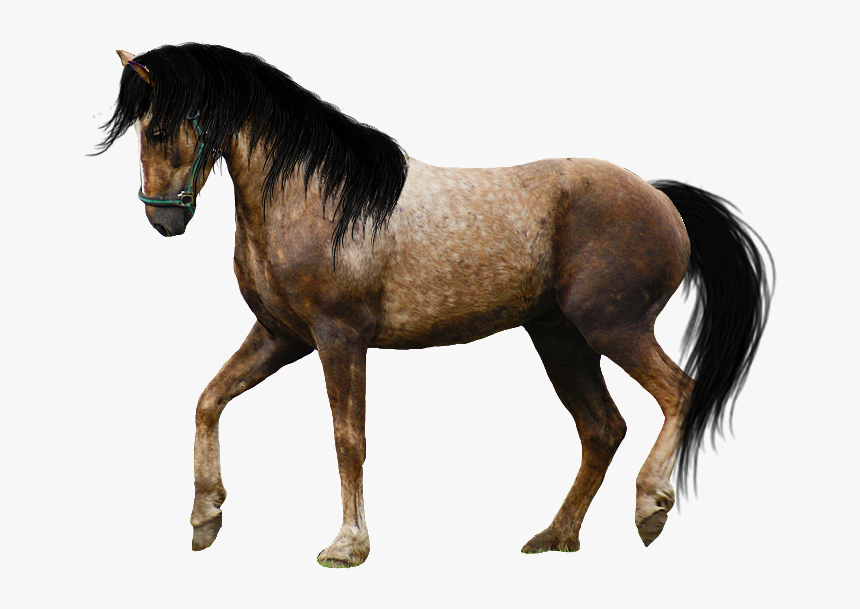 Detail Transparent Horse Images Nomer 42
