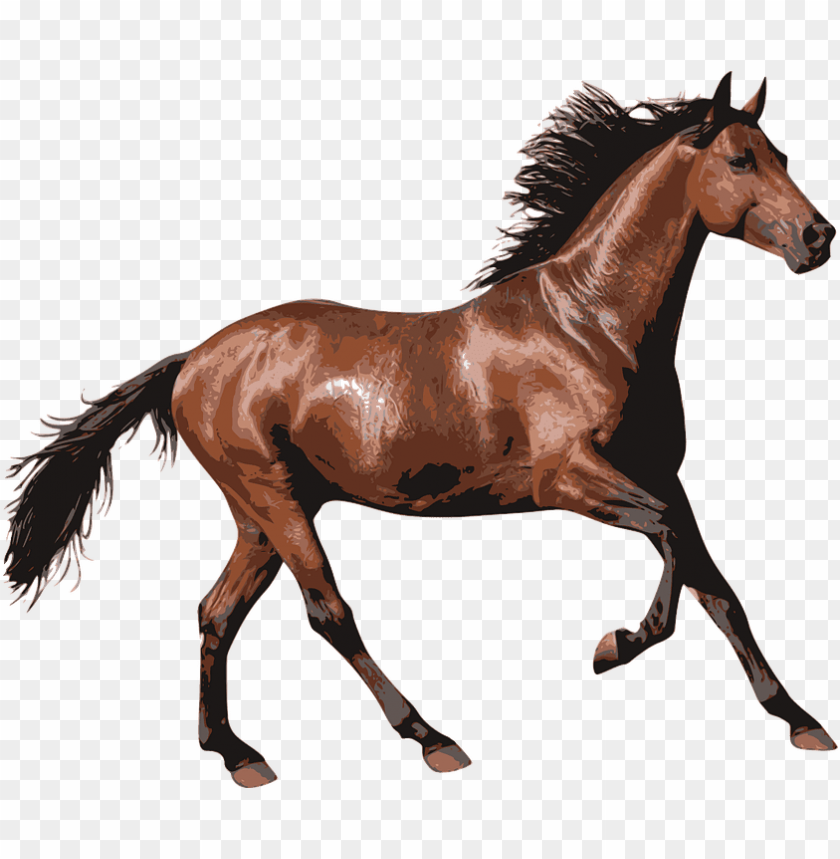 Detail Transparent Horse Images Nomer 6
