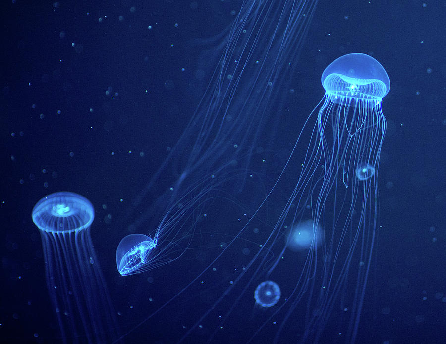 Detail Transparent Jellyfish Nomer 30