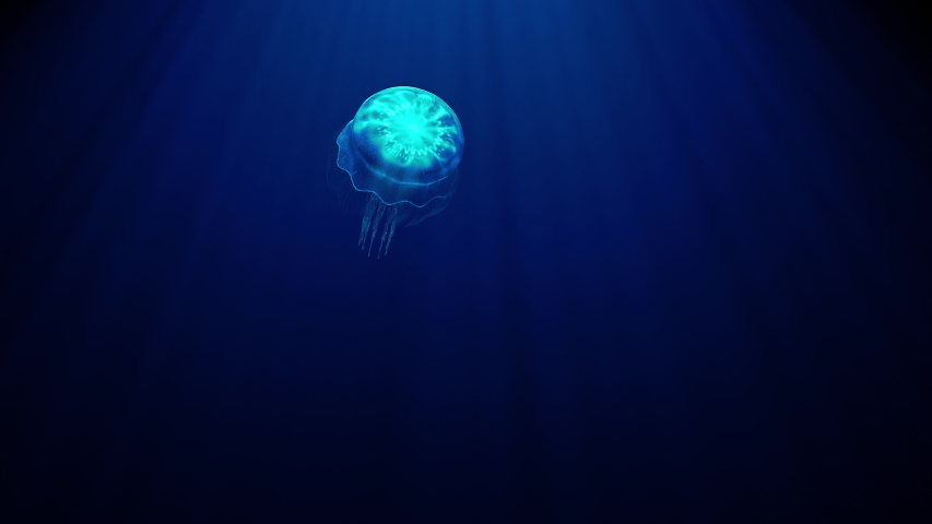 Detail Transparent Jellyfish Nomer 38