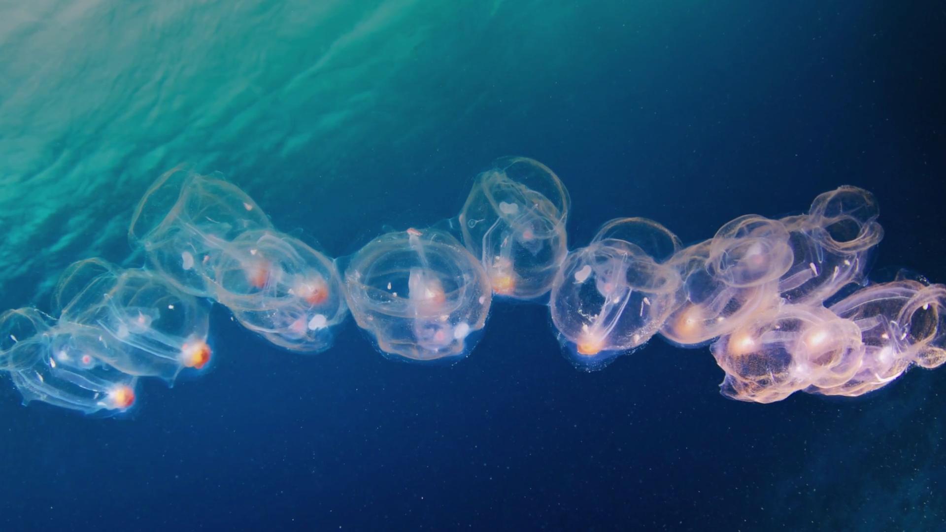 Detail Transparent Jellyfish Nomer 45