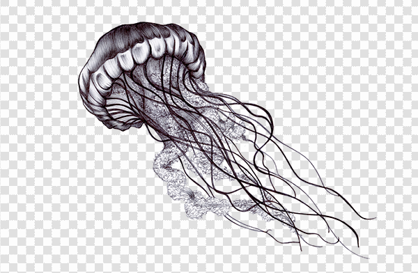 Detail Transparent Jellyfish Nomer 51