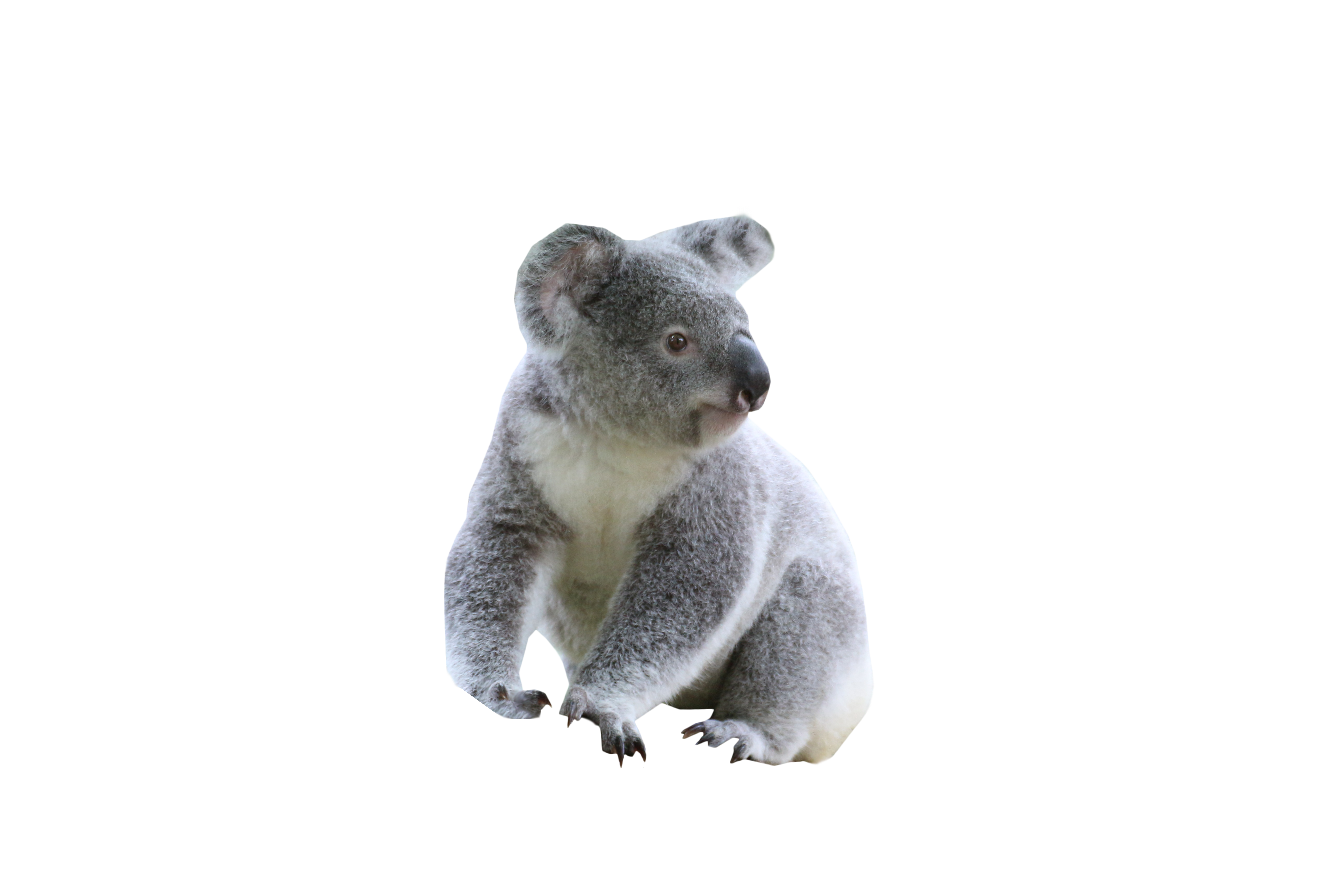 Detail Transparent Koala Nomer 11