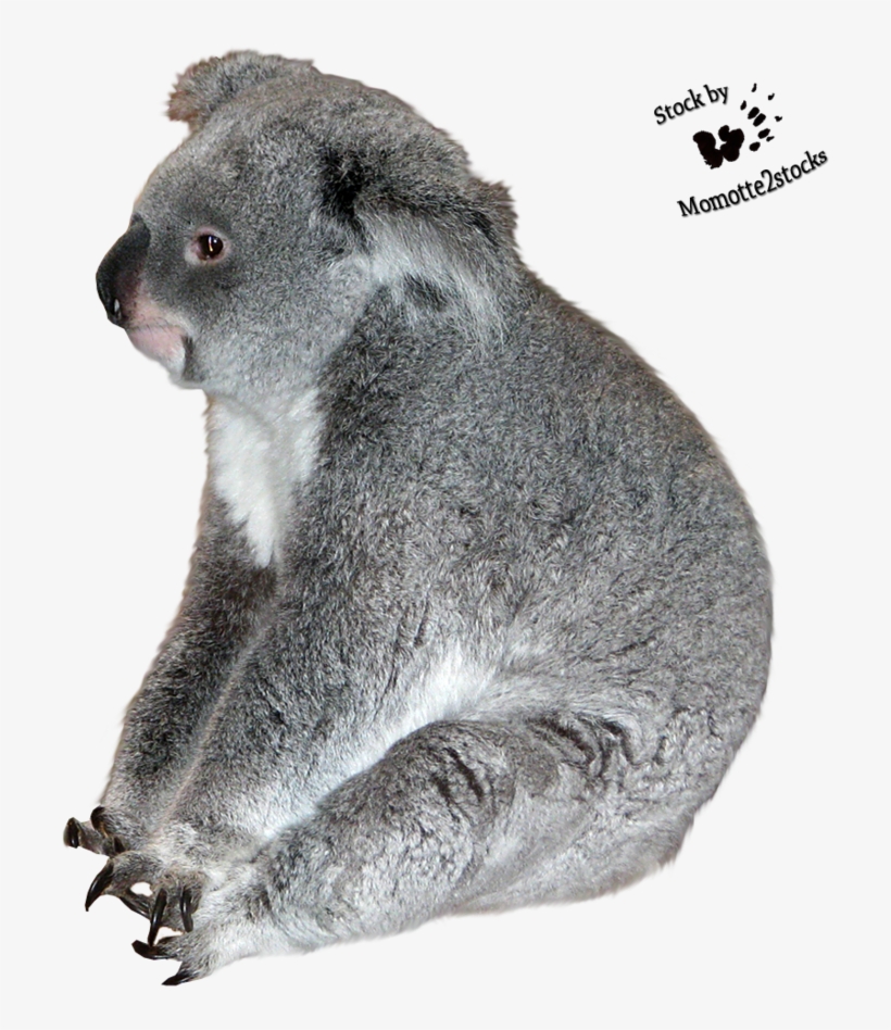 Detail Transparent Koala Nomer 35