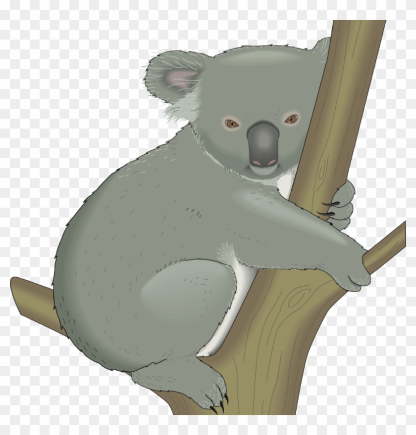 Detail Transparent Koala Clipart Nomer 34