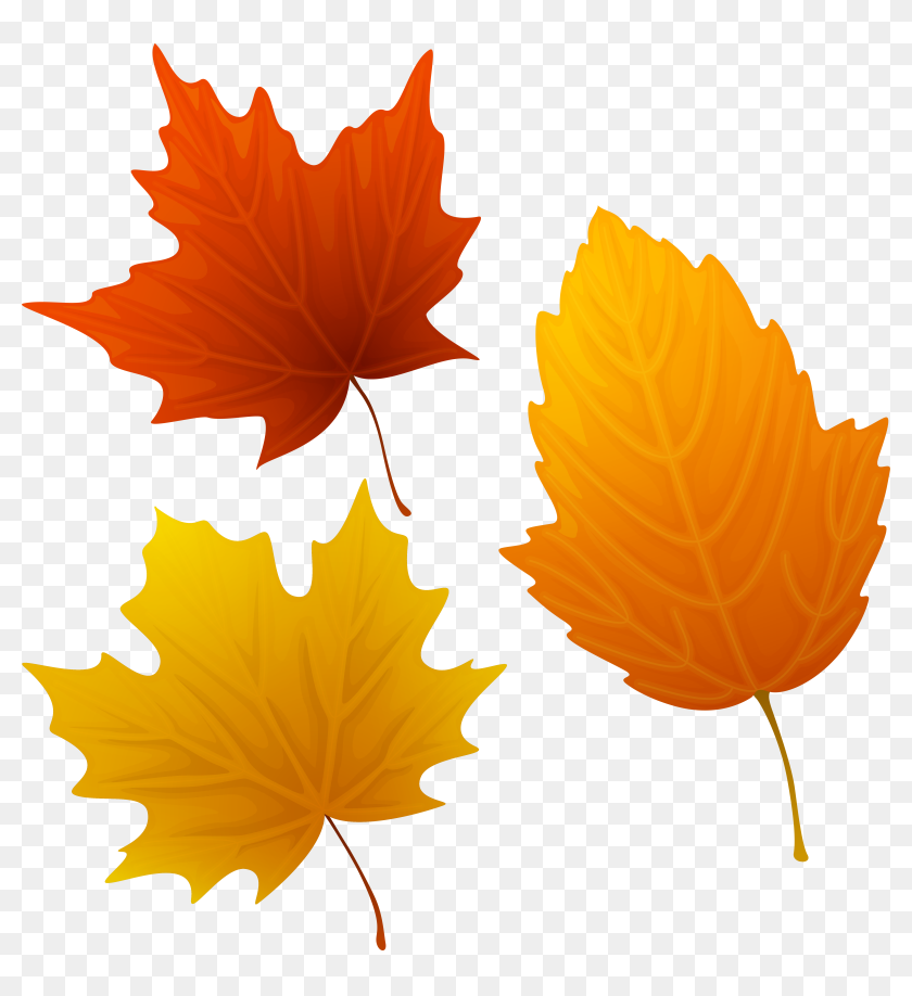 Detail Transparent Leaf Clipart Nomer 40