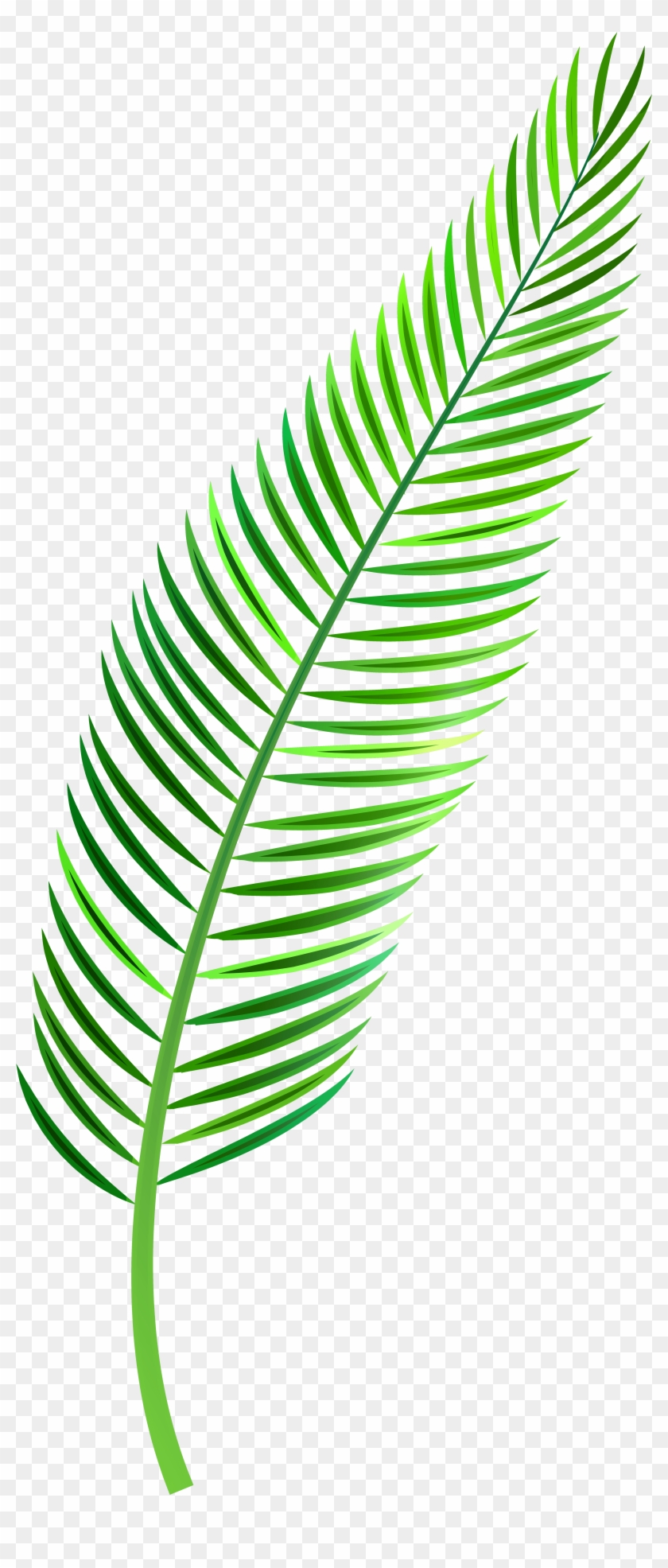 Detail Transparent Leaf Clipart Nomer 50