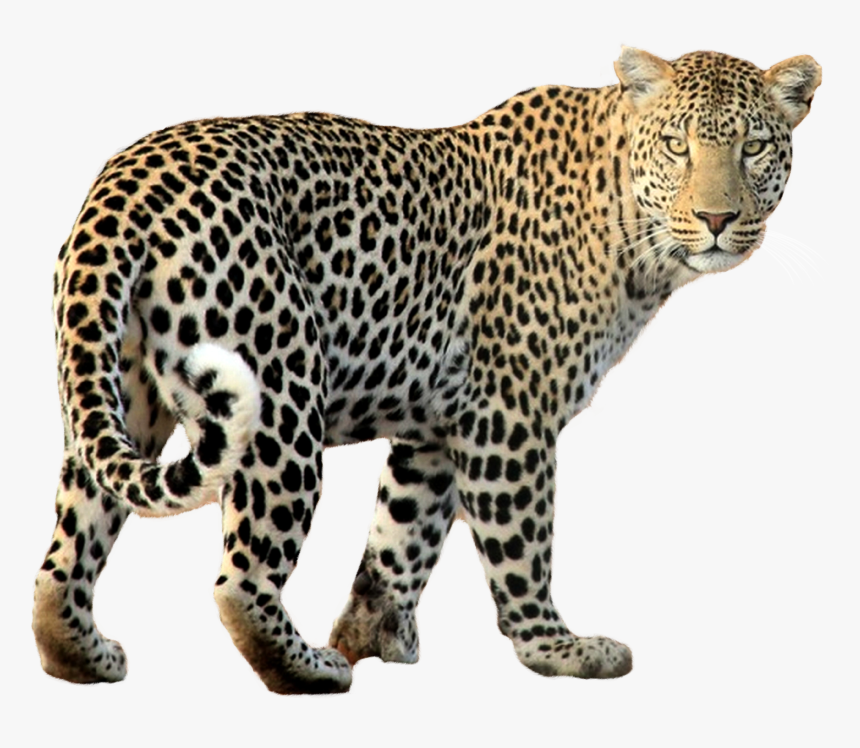 Transparent Leopard - KibrisPDR