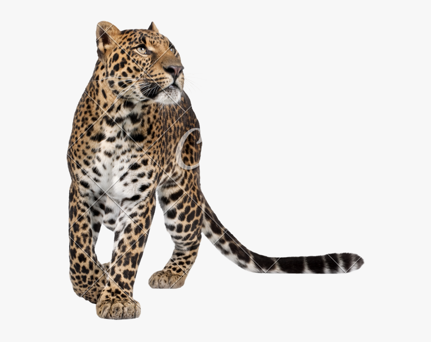Detail Transparent Leopard Nomer 11