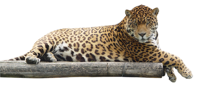 Detail Transparent Leopard Nomer 27