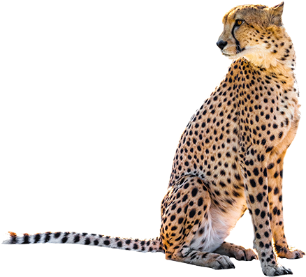 Detail Transparent Leopard Nomer 48