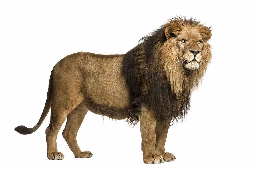 Detail Transparent Lion Nomer 14