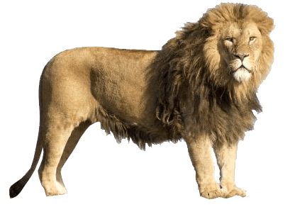 Detail Transparent Lion Nomer 15