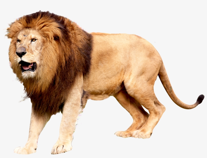 Detail Transparent Lion Nomer 2