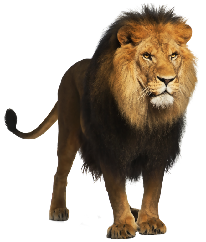 Detail Transparent Lion Png Nomer 15