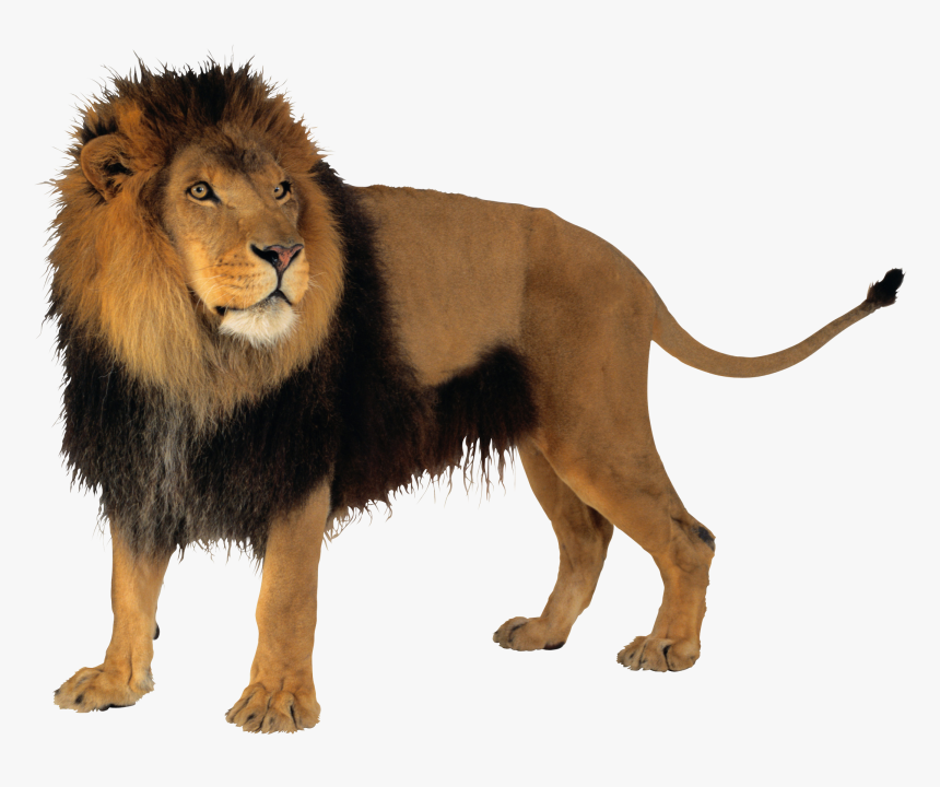 Detail Transparent Lion Png Nomer 37